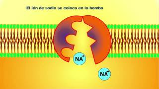 Cómo funciona La bomba de sodio y potasio  quotEl transporte activoquot [upl. by Furlong]