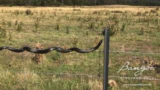 Snake Video  Bangor Tasmania [upl. by Naenaj]