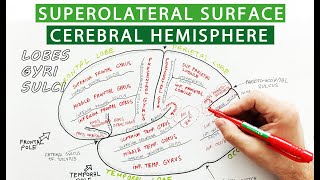 Superolateral surface of cerebral hemisphere  Lobes sulci gyri  Neuroanatomy [upl. by Arad]