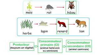 Les relations alimentaires dans un milieu naturel  la chaîne alimentaire et le réseau alimentaire [upl. by D'Arcy]