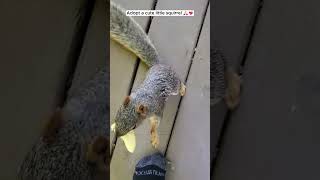 Adopt a cute little squirrel squirrel babysquirrels short [upl. by Ri]