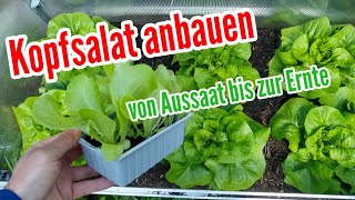 Kopfsalat anbauen Pflege von Aussaat bis zur Ernte Kopfsalat pflanzen [upl. by Ardene783]