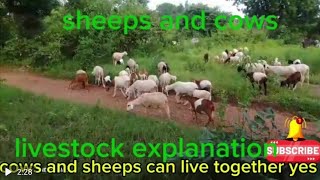 cows and sheeps living together Agribusiness247 livestock cows sheep and goat nabilaking gh [upl. by Hillard]