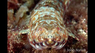 Variegated Lizardfish  Synodus variegatus [upl. by Nolaf201]