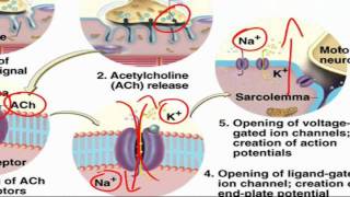 ExcitationContraction Coupling [upl. by Narmis]