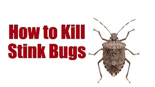 How to Kill Stink Bugs [upl. by Anid]