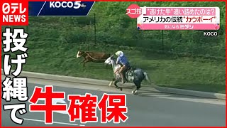 【スゴ技】馬に乗った”カウボーイ”が投げ縄で捕獲 アメリカ [upl. by Nagorb468]