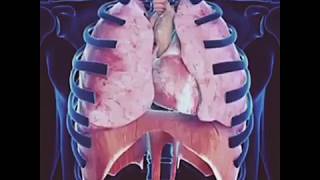 Breathing Mechanism by Enhanced By Science [upl. by Crescentia]