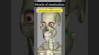 Anatomy series28 Muscle of Mastication shorts [upl. by Roldan231]