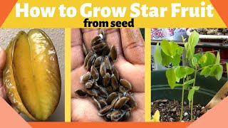 How to Grow Star Fruit Carambola from Seed [upl. by Etnomaj]