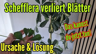 Schefflera verliert Blätter Ursache und Lösung für den Blattverlust der Strahlenaralie [upl. by Anirda]