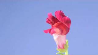 Antirrhinum snapdragon flowers opening with rotate [upl. by Brunelle]