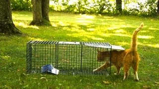 Advantek Live Trap for Cat Raccoon Opossum and Armadillo Value Pack Test [upl. by Gaylene]