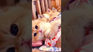 Kittens Sleeping Peacefully Together SleepingCats cutecat CatLovers PetLovers KittenNaps [upl. by Dar]