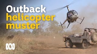 Helicopter mustering feral buffalo in outback Australia 🐃🚁🤠  Wild Rides Ep 1  ABC Australia [upl. by Enilrad]