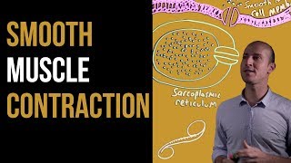 1 Minute Recap  Smooth Muscle Contraction [upl. by Moyers]