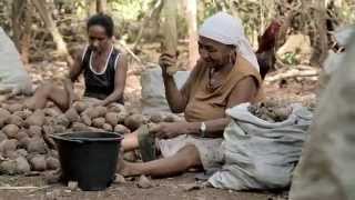 Negócios e Uso Sustentável da Biodiversidade no Brasil 2014 [upl. by Anoerb]