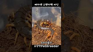 베트남 자이언트 센티페드 오렌지렉 청개구리 피딩  Scolopendra subspinipes dehaani quotOrange legsquot feeding treefrog [upl. by Cchaddie204]