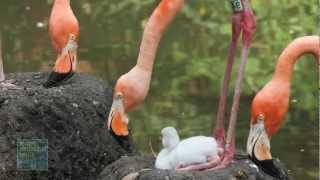 A Bronx Zoo Caribbean Flamingo Chick Takes Its First Steps [upl. by Harald606]