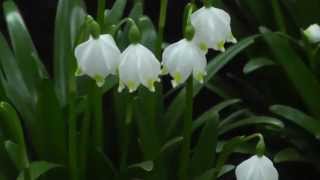 Leucojum vernum  Spring Snowflake [upl. by Nolad]