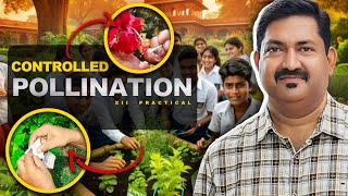 CONTROLLED POLLINATION  Class XII Practical [upl. by Melton214]