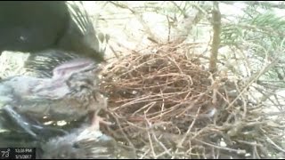 Mourning Dove Nest  Live Stream Replay  May 1st 2017 [upl. by Jacklin]