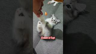 Godain si quotKopiquot anakkucing cat anakkucinglucuimut [upl. by Ultan]