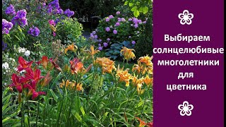 ❀ Выбираем солнцелюбивые многолетние цветы для дачи [upl. by Bartko51]