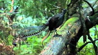 Lyrebird song  Stephen Powell Wildlife Artist [upl. by Ackerman]