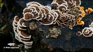 Dead Wood Euphorbias amp Thoughts on Hurricane Helene [upl. by Merrick]