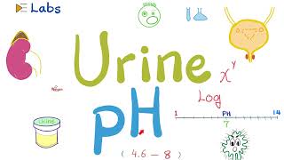 Urine pH  Urinalysis  Labs [upl. by Ube]