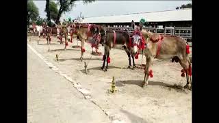 First Donkey Breeding Farm II Okara II Punjab [upl. by Lavelle181]