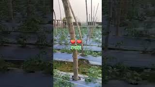 Tomato ki kheti deshi agriculture nature farming mirchkikheti farming garden pratapgarh [upl. by Einobe]