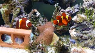 Premnas biaculeatus金透紅小丑4k Gold Maroon clownfish [upl. by Grati]