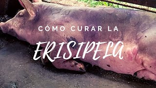 ERISIPELA porcina 🐷  causas síntomas tratamiento recomendaciones 👩🏻‍🌾  Mi Proyecto Porcino [upl. by Weinman700]