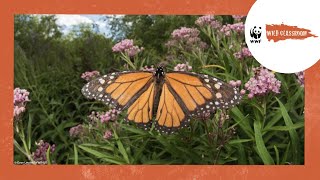 All About Monarch Butterflies [upl. by Meehan]