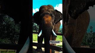 Mysuru Dasara Elephants Kanjan amp Prashant at Dubare Camp [upl. by Meredi]