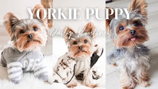 A DAY IN THE LIFE OF A YORKIE PUPPY  YORKIE DAILY ROUTINE [upl. by Hancock440]