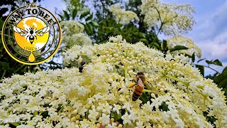 Elderberry Blossoming Nectar Pollen Resources Plants for Pollinators [upl. by Schwartz]