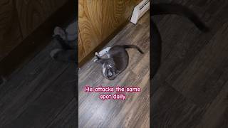 Lil monster cat funnyanimals comedy pets [upl. by Salomi768]