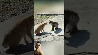 pililiu pililiudaresenha live aovivo cat europe funnyvideo [upl. by Oberg]