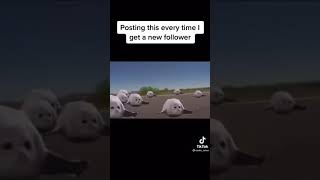 Bouncing seals meme [upl. by Nostrebor]