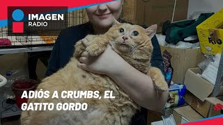 El gatito más gordo del mundo muere tras ir a un campamento para bajar de peso [upl. by Solotsopa]