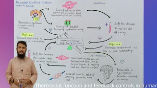 Thermostat function and feedback controls in human  Pyrexia  Fever  class 12 [upl. by Abehsile334]