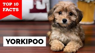 Yorkipoo  Top 10 Facts [upl. by Yelsel]