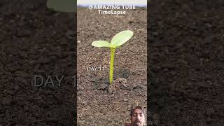 Growing Rock Melon from seed  time lapse gardening agriculture farming seedsaving [upl. by Yrffoeg935]