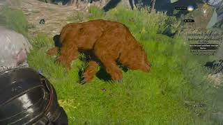 Two Bears Meet Geralt in Kaer Morhen  Bear amp Witcher Encounter [upl. by Esiole212]