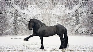 Albert  Friesian Stallion [upl. by Cally]