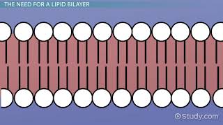 Lipid Bilayer Definition Structure amp Function [upl. by Kerr214]