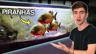 FEEDING HUNGRY PIRANHA FISH 😳 [upl. by Durno]